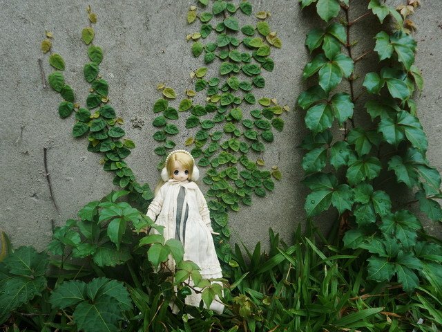 蔓藤少女