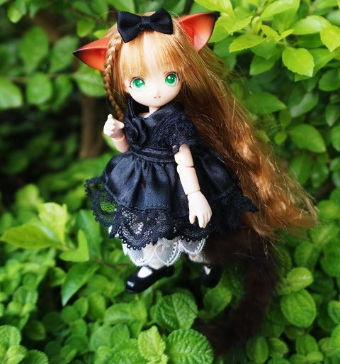 貓耳娘逗小貓