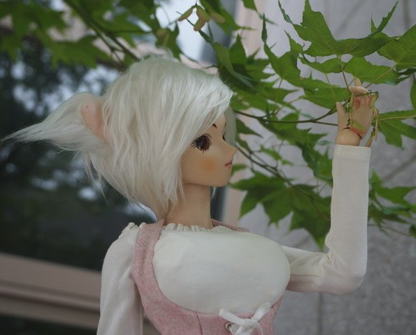白貓少女