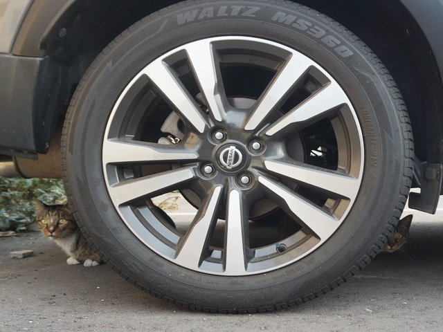 車底兩隻貓