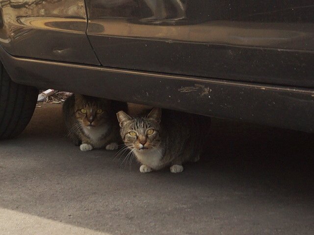 車底兩隻貓