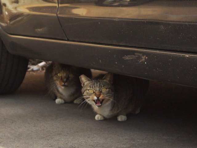 車底兩隻貓
