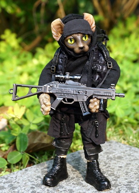 外籍傭兵無毛貓