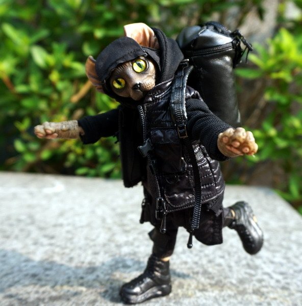 外籍傭兵無毛貓