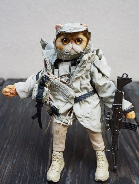 外籍傭兵橘毛貓