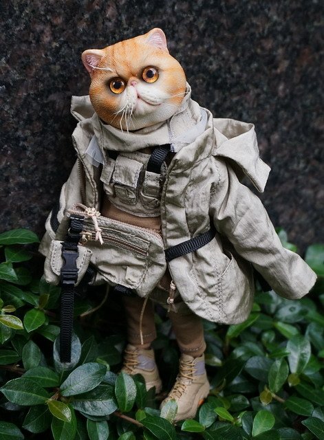 外籍傭兵橘毛貓