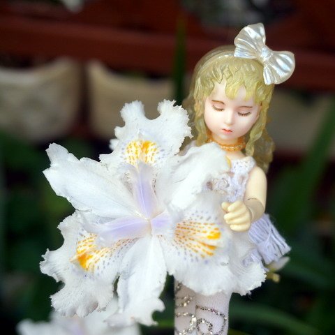 鳶尾女孩