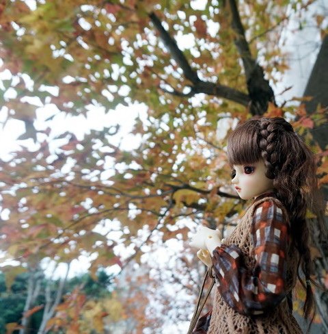 楓紅佳人