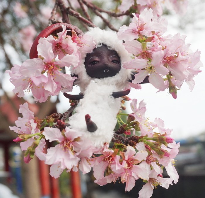 櫻花小綿羊