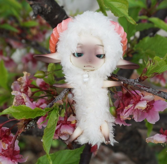 櫻花小綿羊