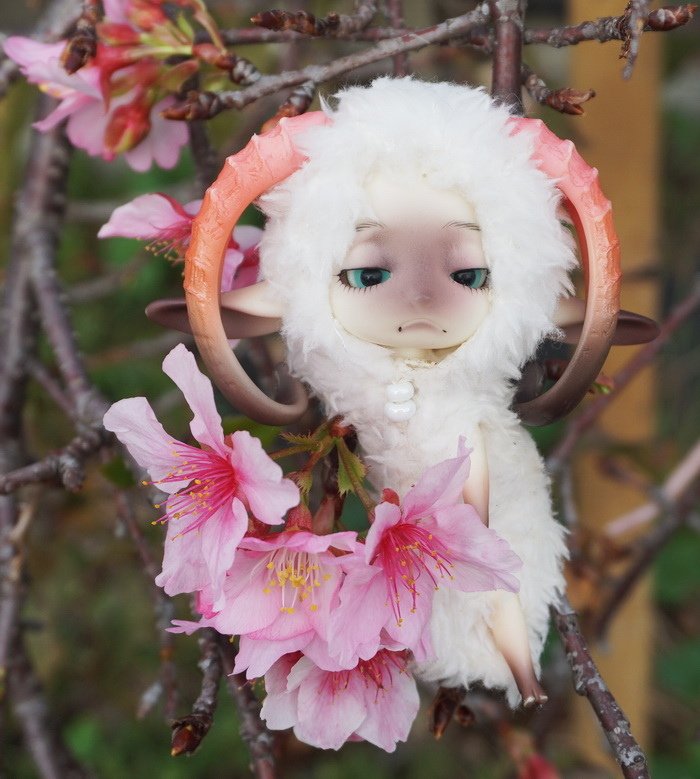 櫻花小綿羊