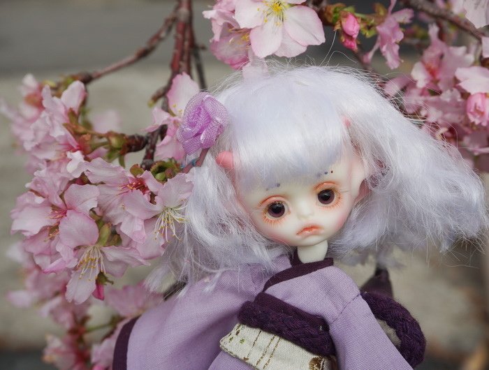 櫻花小蠍子