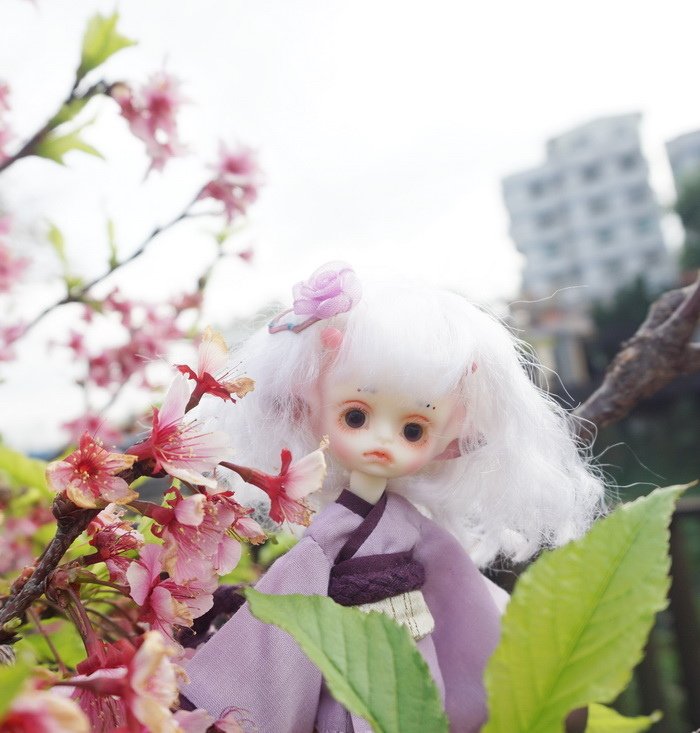櫻花小蠍子