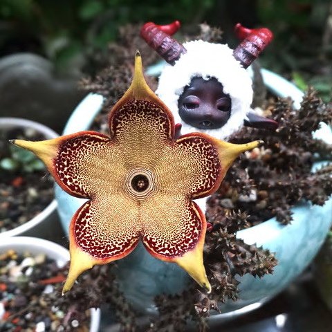 吸血羊與魔花