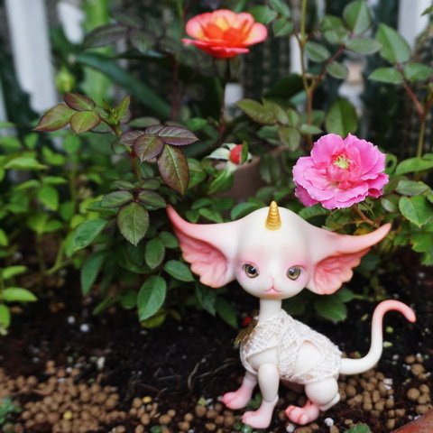 玫瑰與獨角貓