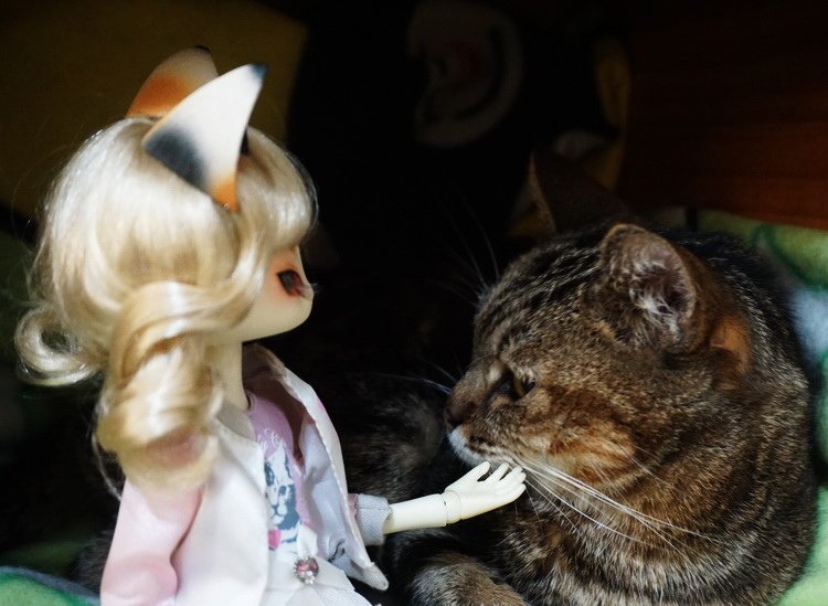 222「猫の日」