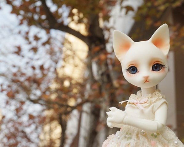 楓紅與貓