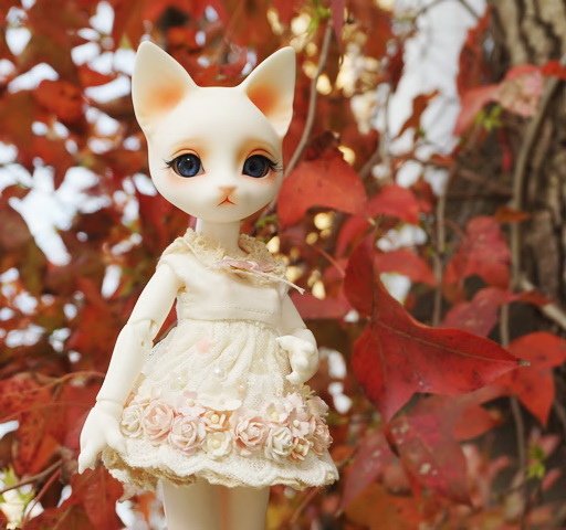楓紅與貓