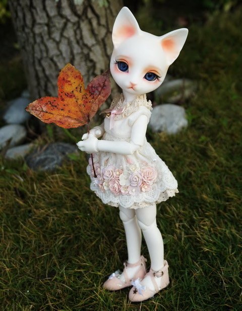 楓紅與貓