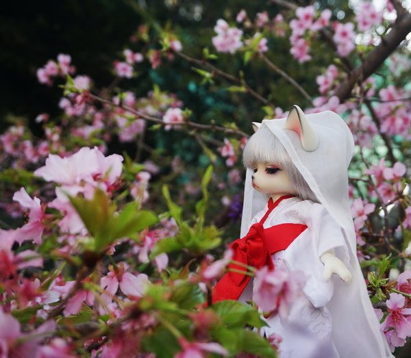 雪女貓賞櫻花