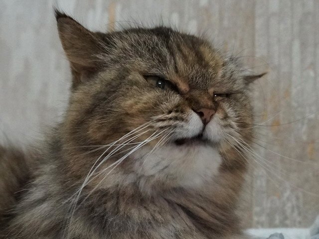 QQ肚子餓