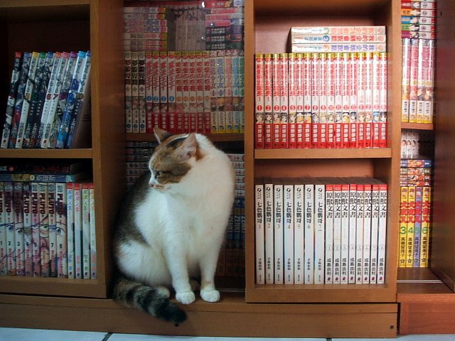 樂樂守書櫃