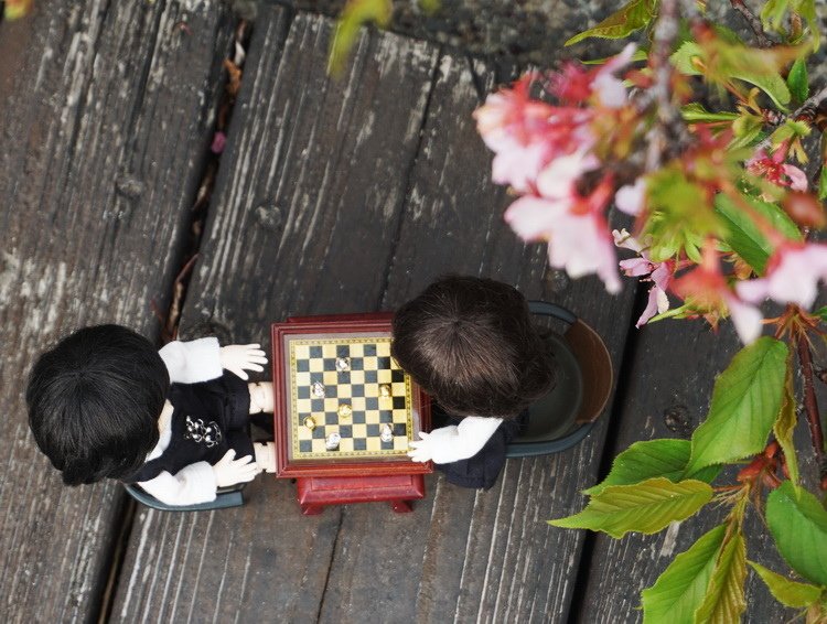 櫻花樹下的棋局