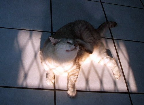 斑斑與夕陽