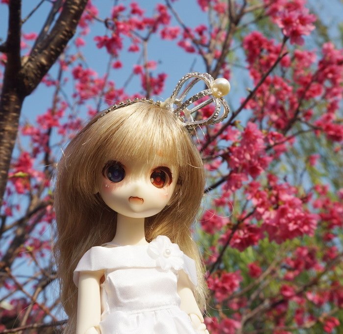 櫻花新娘