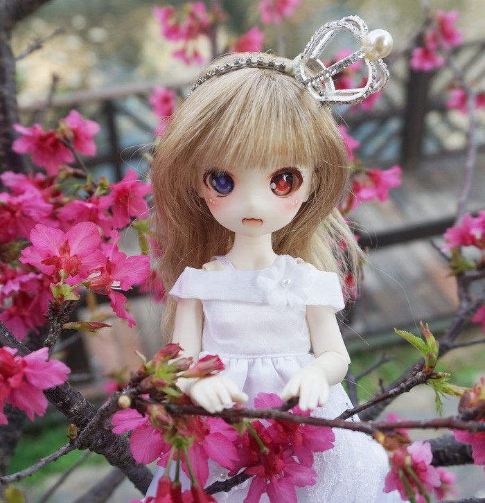 櫻花新娘