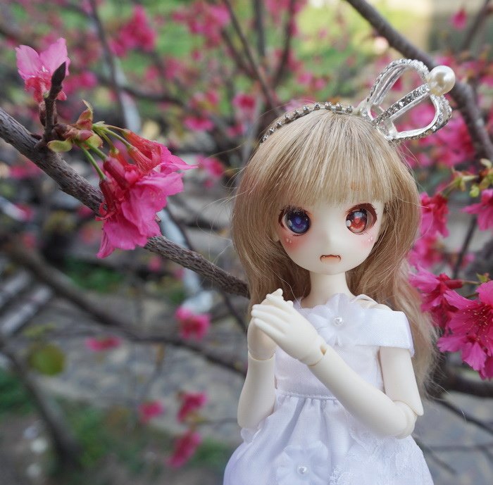 櫻花新娘