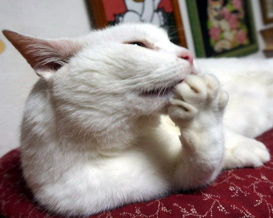 波波吃手手