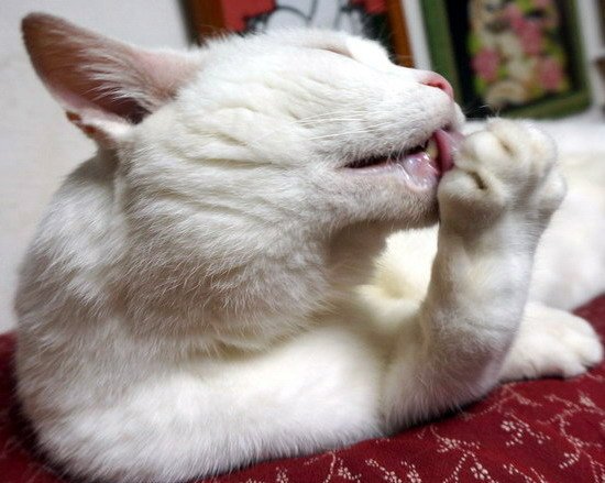 波波吃手手