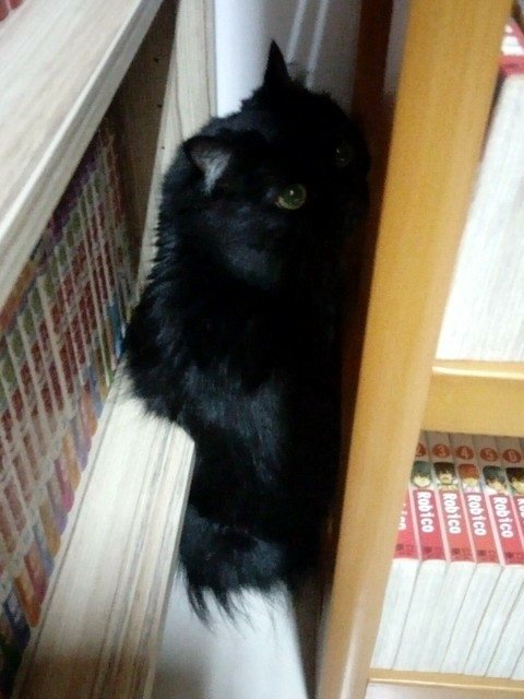 琦琦黑小鬼