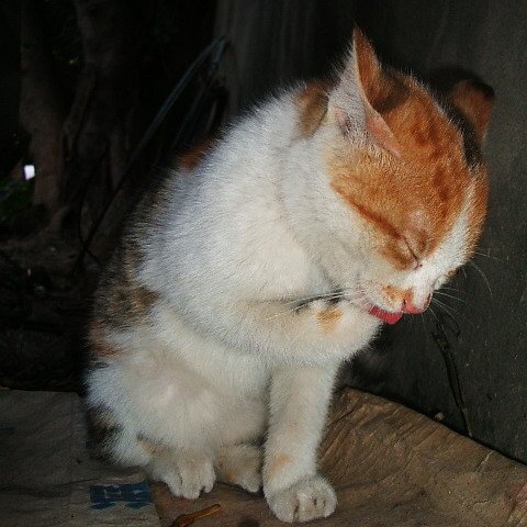 小萌貓樂樂
