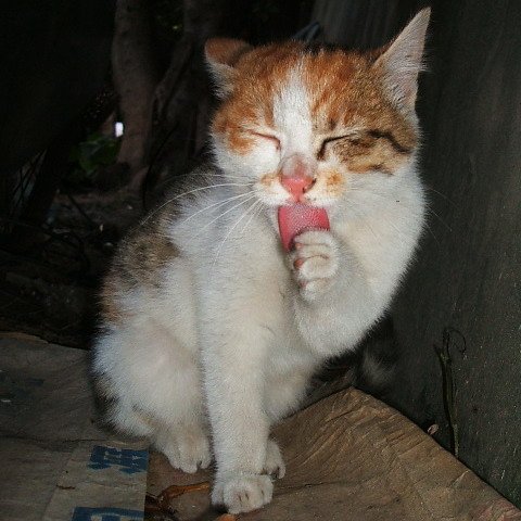 小萌貓樂樂