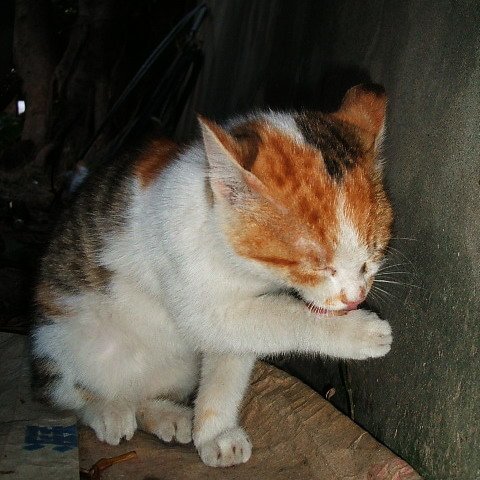 小萌貓樂樂