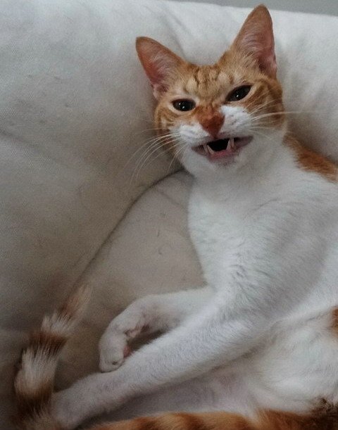 丹丹生氣了