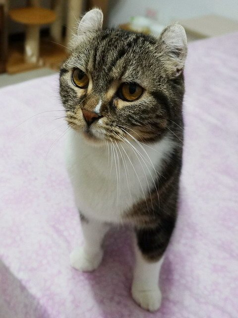 捲捲霸佔床
