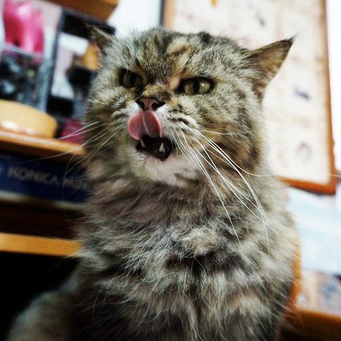 QQ回味無窮