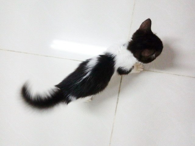 炸毛的歪歪