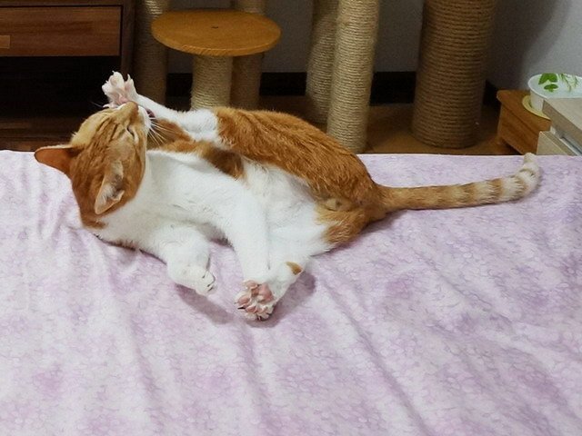 丹丹的好腳味