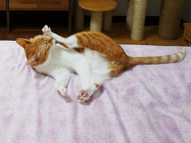 丹丹的好腳味