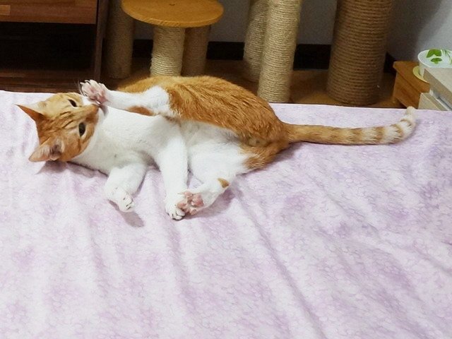 丹丹的好腳味