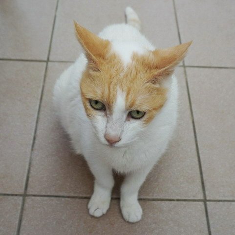 亮亮裝可憐