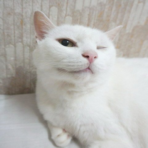 波波的啾瞇