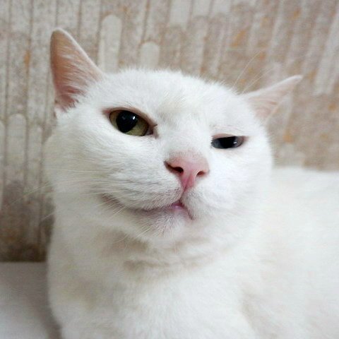 波波的啾瞇