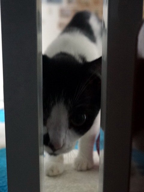 歪歪想抓人