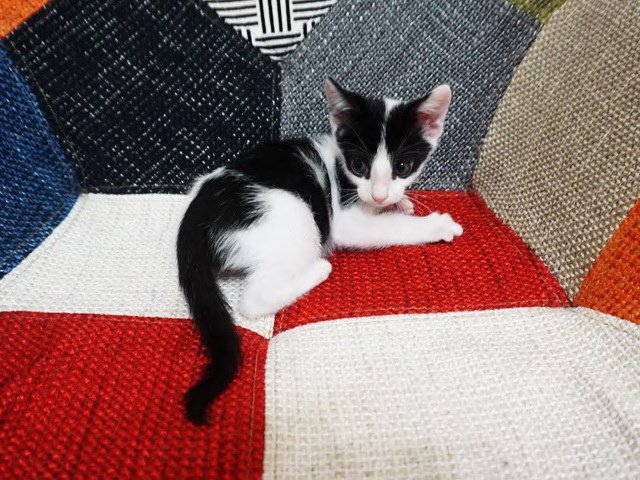 牛牛真可愛