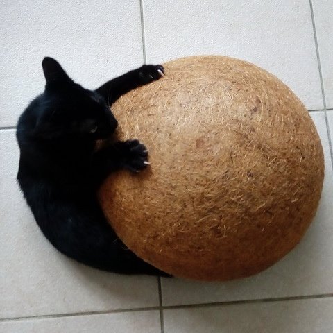 黑黑的新玩具